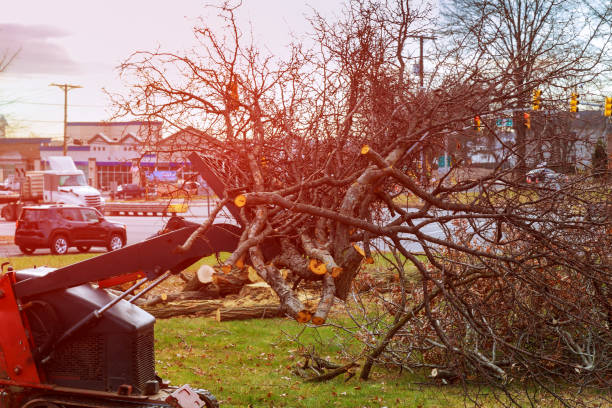 Best Root Management and Removal  in Obetz, OH