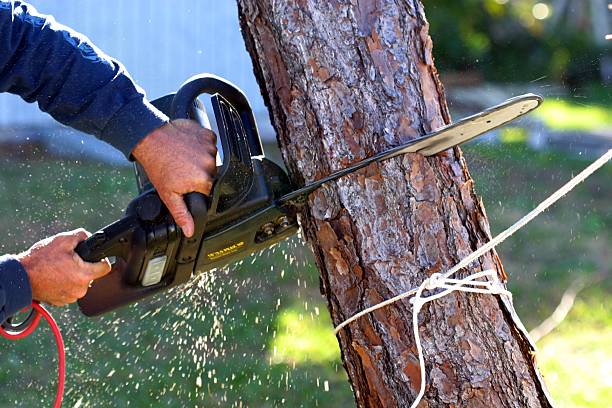 Tree and Shrub Care in Obetz, OH
