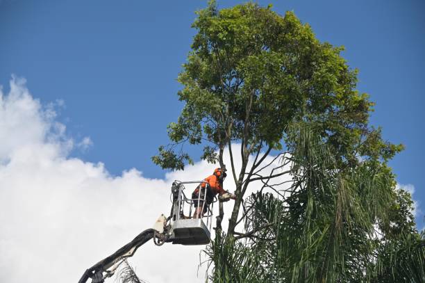 Best Tree Cabling and Bracing  in Obetz, OH