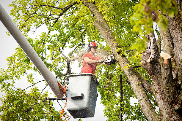 Best Arborist Consultation Services  in Obetz, OH