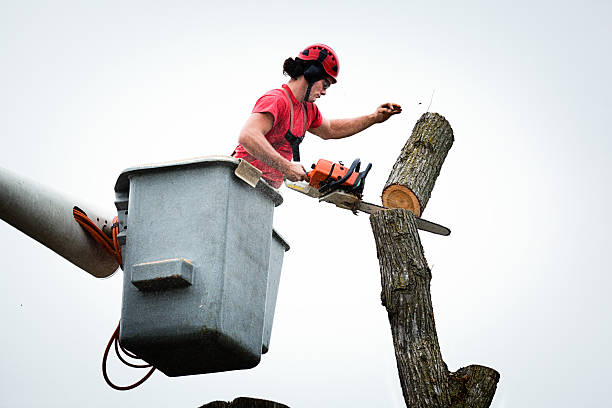 Best Fruit Tree Pruning  in Obetz, OH